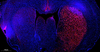 TMR Red Tunel Zell Apoptose Erkennungskit für Paraffinabschnitt Gefrorene Gewebeabschnitt Zellen Slide Zellenabstrich