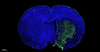 Fluorescein (FITC) TUNELL ZELLEN APOPTOSE Detektion Kit für Paraffinabschnitt gefrorene Gewebeabschnitt Zellen Slide Zellenabstrich