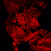 G1041-50UL-Zykropeptidfärbungsreagens für Ghost-Stift (rotes Licht)