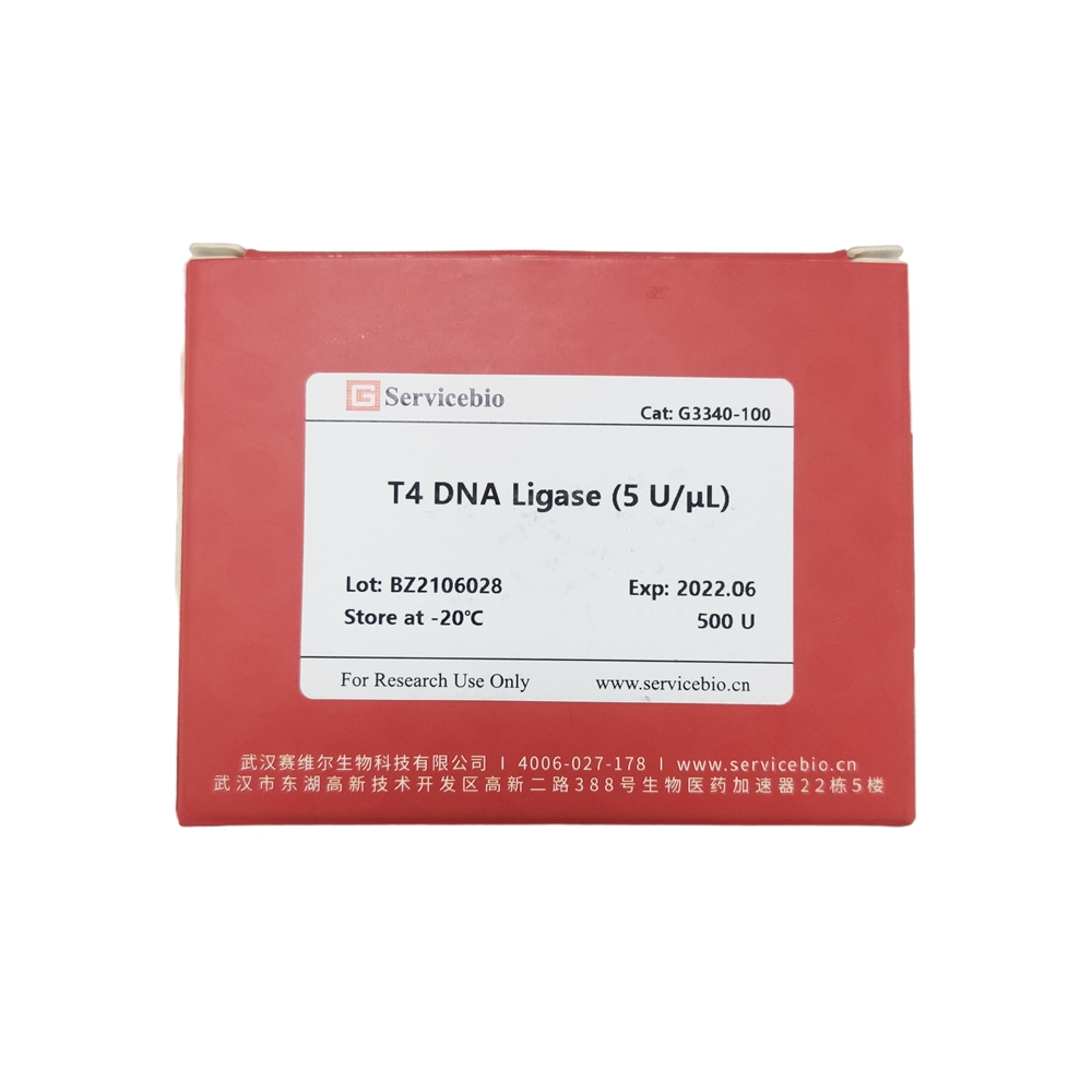T4-DNA-Ligase 5 U / μl für DNA-Anschluss-Molekularbiologie-Reagens