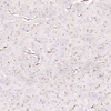 Anti-Gfap-Kaninchen-PAB-Antikörper für Western-Blot-Immunoblotting-polyklonales Antikörper
