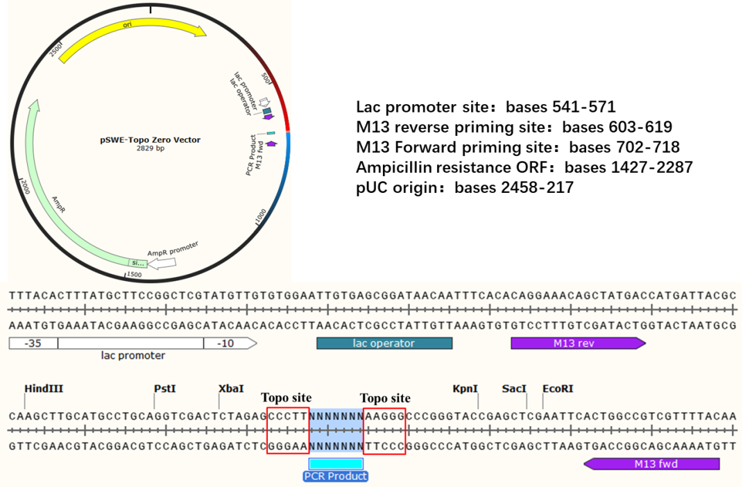 PSWE-TOPO ZERO CLONING KIT FÜR DNA-Anschluss Molekularbiologie Reagens