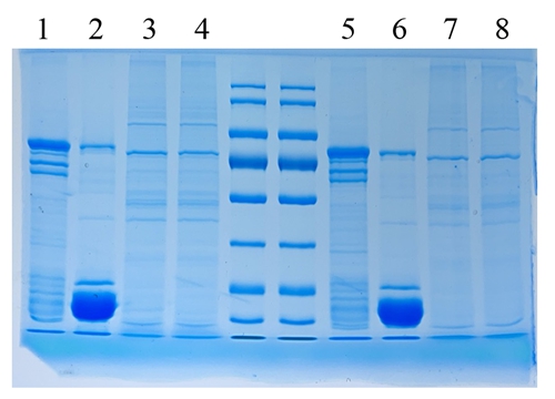 2 x SDS-PAGE-Protein-Ladepuffer (geruchlos, reduzierter Typ) 1ml