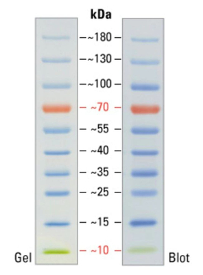 Proteinmarker 10 bis 180KDA Page Lineal Proteinleiter